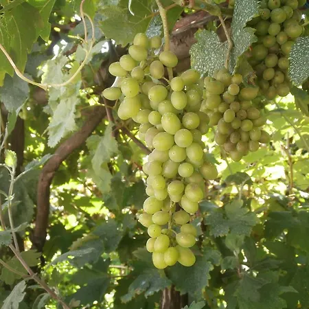 Da Gianni Varese Ligure